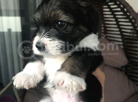 Terrier Yavrular Yeni Evlerine Gitmeye Hazırlar görsel