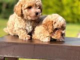 Mi̇ni̇ Boy Toy Poodle Bebekleri̇mi̇z