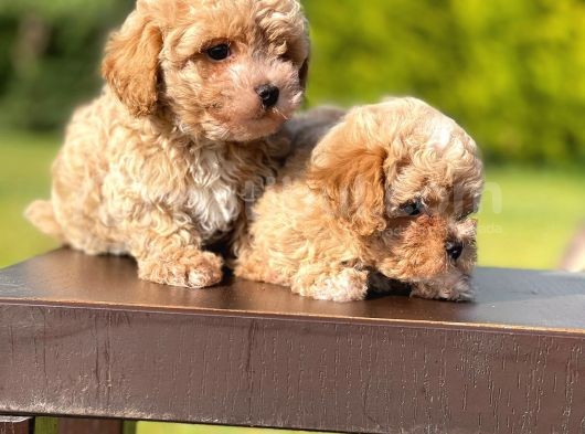 Mi̇ni̇ Boy Toy Poodle Bebekleri̇mi̇z görsel