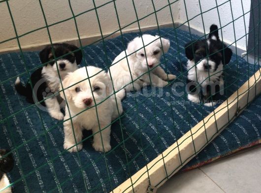 Terrier Yavrular Yeni Evlerine Gitmeye Hazırlar görsel