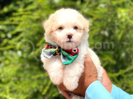 Yavru Maltipoo görsel