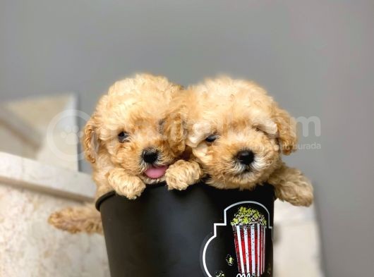 Irk Ve Sağlık Garantili Apricot Toy Poodle Yavrularımız