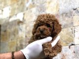 Toy Poodle Yavrular