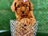 Mini Toy Poodle Yavrular
