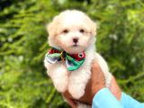 A Kalite Maltipoo Yavrular
