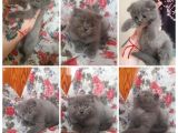 Uygun Scottish Fold Ve Straight Kardeşler