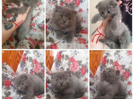 Uygun Scottish Fold Ve Straight Kardeşler görsel