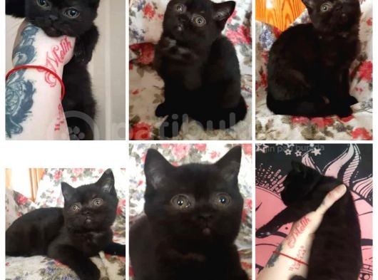 Uygun Scottish Fold Ve Straight Kardeşler görsel
