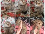 Uygun Scottish Fold Ve Straight Kardeşler
