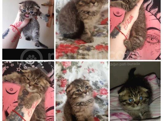 Uygun Scottish Fold Ve Straight Kardeşler