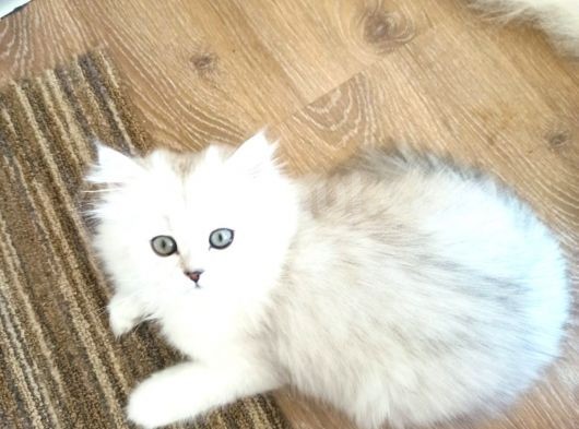 2 Adet Dişi Ve 1 Adet Longhair Silver Shaded Ns11 Yavrularım Müsait görsel