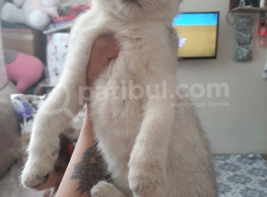 Anne Altından Sağlıklı Yavrular Silver görsel