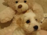2 Aylık Maltipoo Dişi