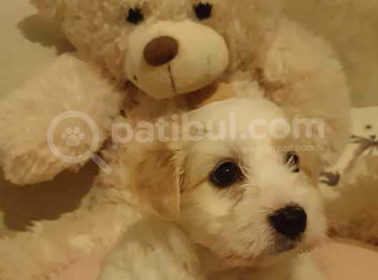 2 Aylık Maltipoo Dişi