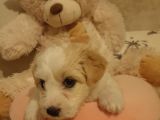 2 Aylık Maltipoo Dişi