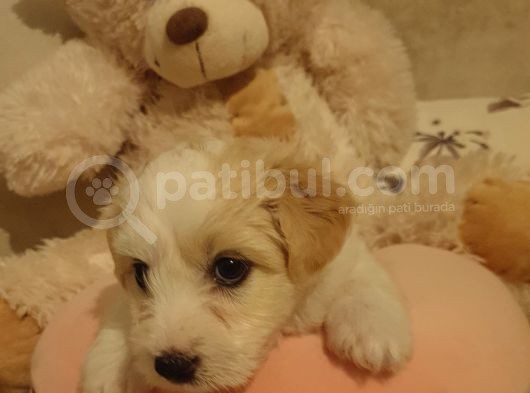 2 Aylık Maltipoo Dişi görsel