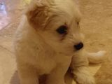 2 Aylık Maltipoo Dişi