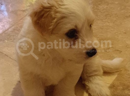2 Aylık Maltipoo Dişi görsel