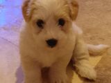 2 Aylık Maltipoo Dişi