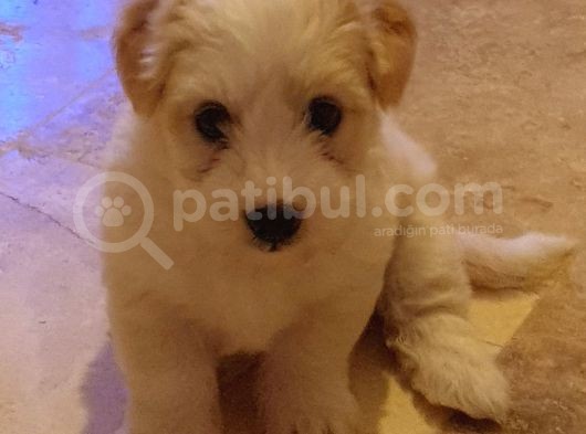 2 Aylık Maltipoo Dişi görsel
