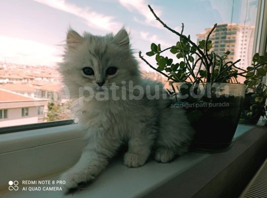 2 Adet Dişi Ve 1 Adet Longhair Silver Shaded Ns11 Yavrularım Müsait görsel
