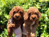 Toy Poodle Yavrular (Red, Red Brown, Apricot, Silver, Siyah)