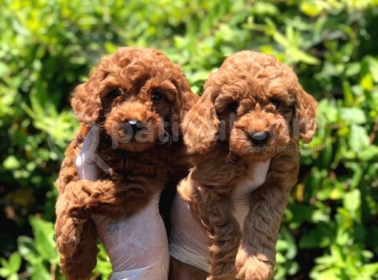 Toy Poodle Yavrular (Red, Red Brown, Apricot, Silver, Siyah) görsel