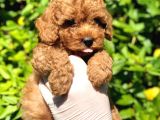 Toy Poodle Yavrular (Red, Red Brown, Apricot, Silver, Siyah)