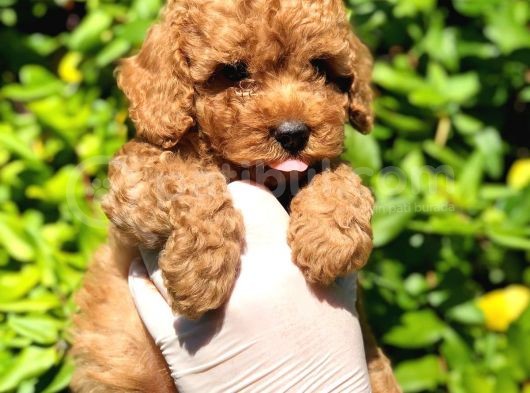 Toy Poodle Yavrular (Red, Red Brown, Apricot, Silver, Siyah) görsel