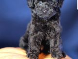 Toy Poodle Yavrular (Red, Red Brown, Apricot, Silver, Siyah)