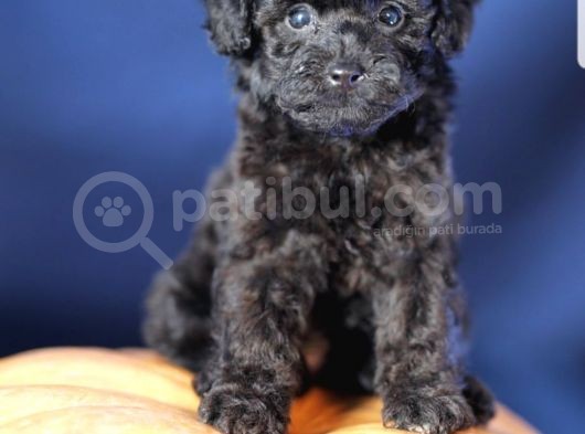 Toy Poodle Yavrular (Red, Red Brown, Apricot, Silver, Siyah) görsel