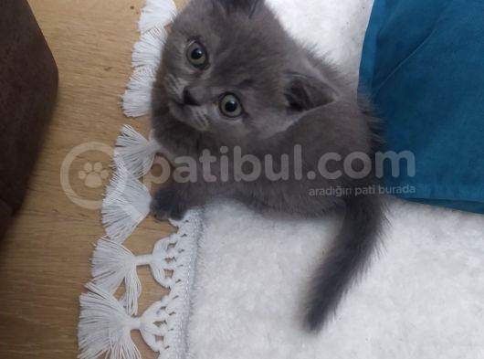 Tatlı Oyuncu British Yavru görsel