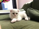 Safkan Irk Garantili Scottish Fold Ve British Yavrularımız