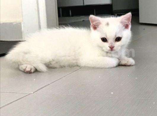 Safkan Irk Garantili Scottish Fold Ve British Yavrularımız görsel