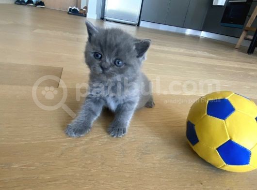 British & Scottish Kedi Yavruları görsel