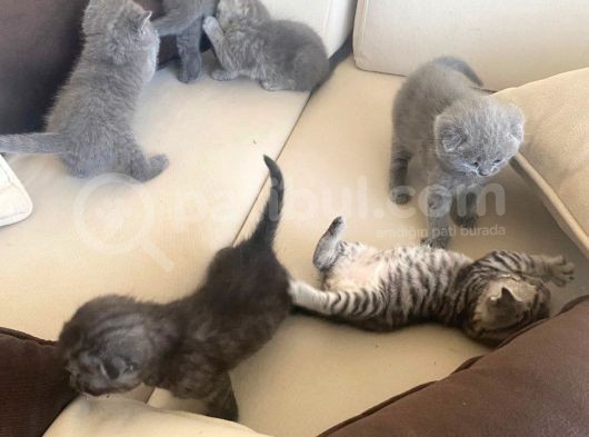 British & Scottish Kedi Yavruları görsel