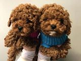 Irkının En İyisi Orijinal Toy Poodle Arayanlara