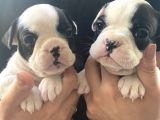 Safkan Fransız Bulldoglar Sahiplenilmeyi Bekliyor 