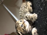 British Shorthair Scottish Fold Yavru Kedi