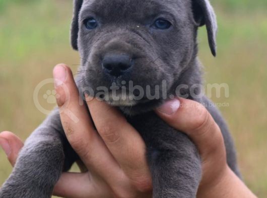 Cane Corso Bebeklerimiz görsel