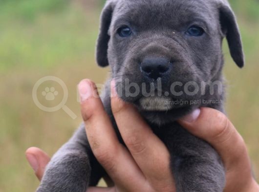 Cane Corso Bebeklerimiz görsel