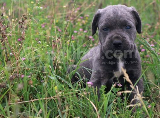 Cane Corso Bebeklerimiz