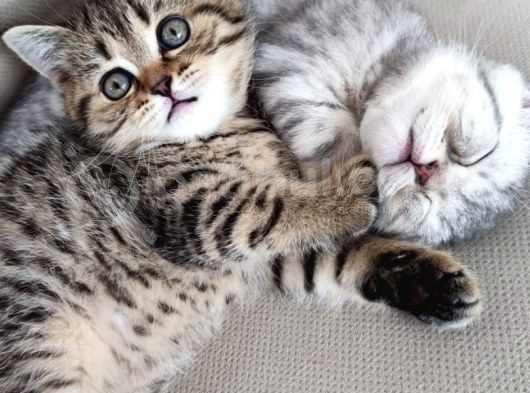 Silver - Golden Tabby 2 Aylıklar görsel