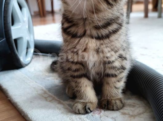 Silver - Golden Tabby 2 Aylıklar görsel