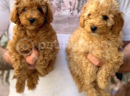 Veteriner Teknikerinden Red Toy Apricot Toy Poodle Yavrularımız görsel