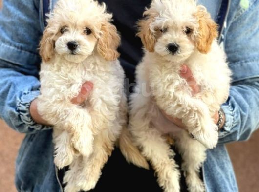 Veteriner Teknikerinden Red Toy Apricot Toy Poodle Yavrularımız görsel