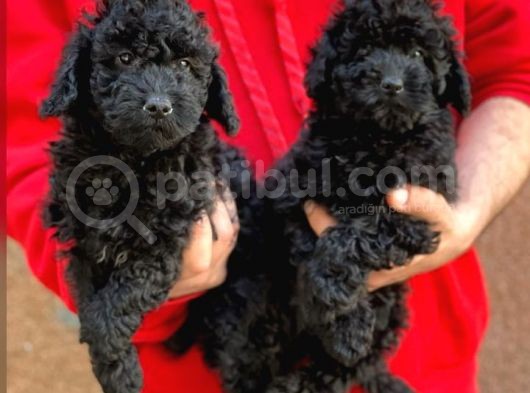 Veteriner Teknikerinden Black Toy Poodle Yavrularımız 