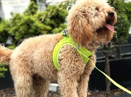 Wc Eğitimli Özel Üretim Poodle görsel