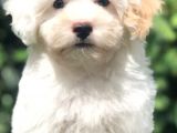 Veteriner Teknikerinden Sevimli Maltipoo Yavrumuz