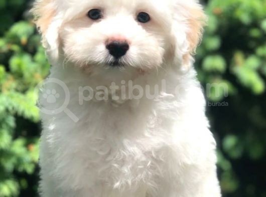 Veteriner Teknikerinden Sevimli Maltipoo Yavrumuz görsel